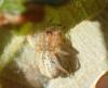 Cheiracanthium sp.
